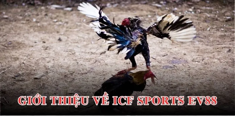 Tổng quan về sảnh ICF Sports EV88