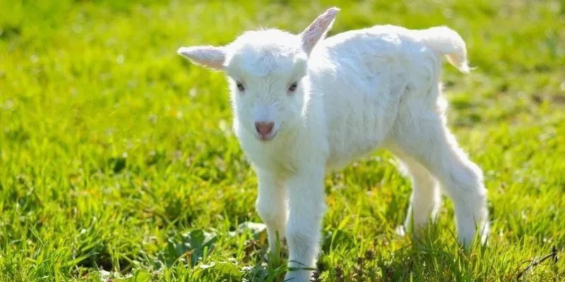 Tìm hiểu con số ứng với dê con